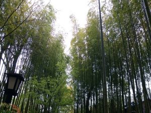 ムクドリが住む森林